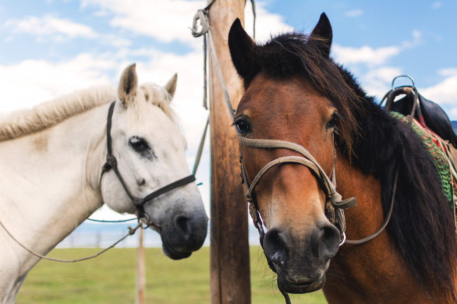 El aumento de peso duplica el riesgo de laminitis en caballos